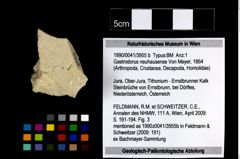 Foto (Objekt + Etikett) von Gastrodorus neuhausense (von Meyer, 1864)  (NHMW-GEO-1990-0041-3955b)
